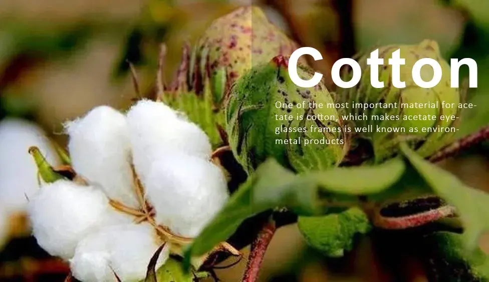 Cotton as important material for acetate